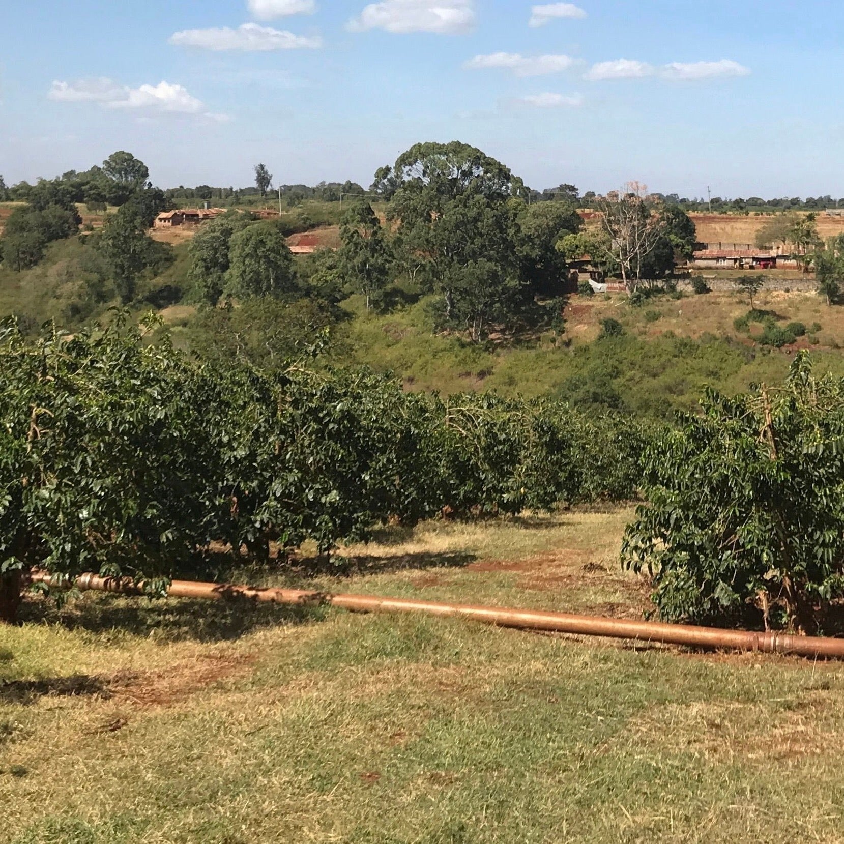 Coffee Farm